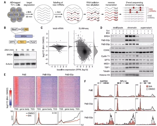 Science | SLAM-seq分析BRD4-MYC这一通路中二者分别直接调控的基因及功能 - 云生物—上海生物医药科研服务云平台+测序 ...
